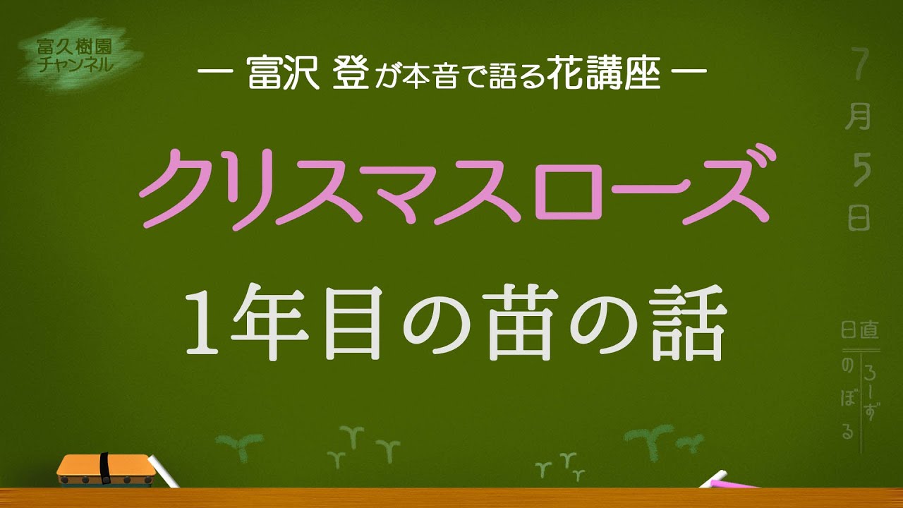 Christmas Rose - First Year Seedlings - Noboru Tomizawa's Honest