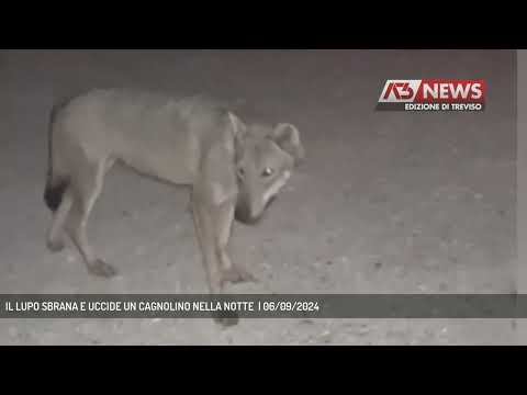 IL LUPO SBRANA E UCCIDE UN CAGNOLINO NELLA NOTTE  | 06/09/2024