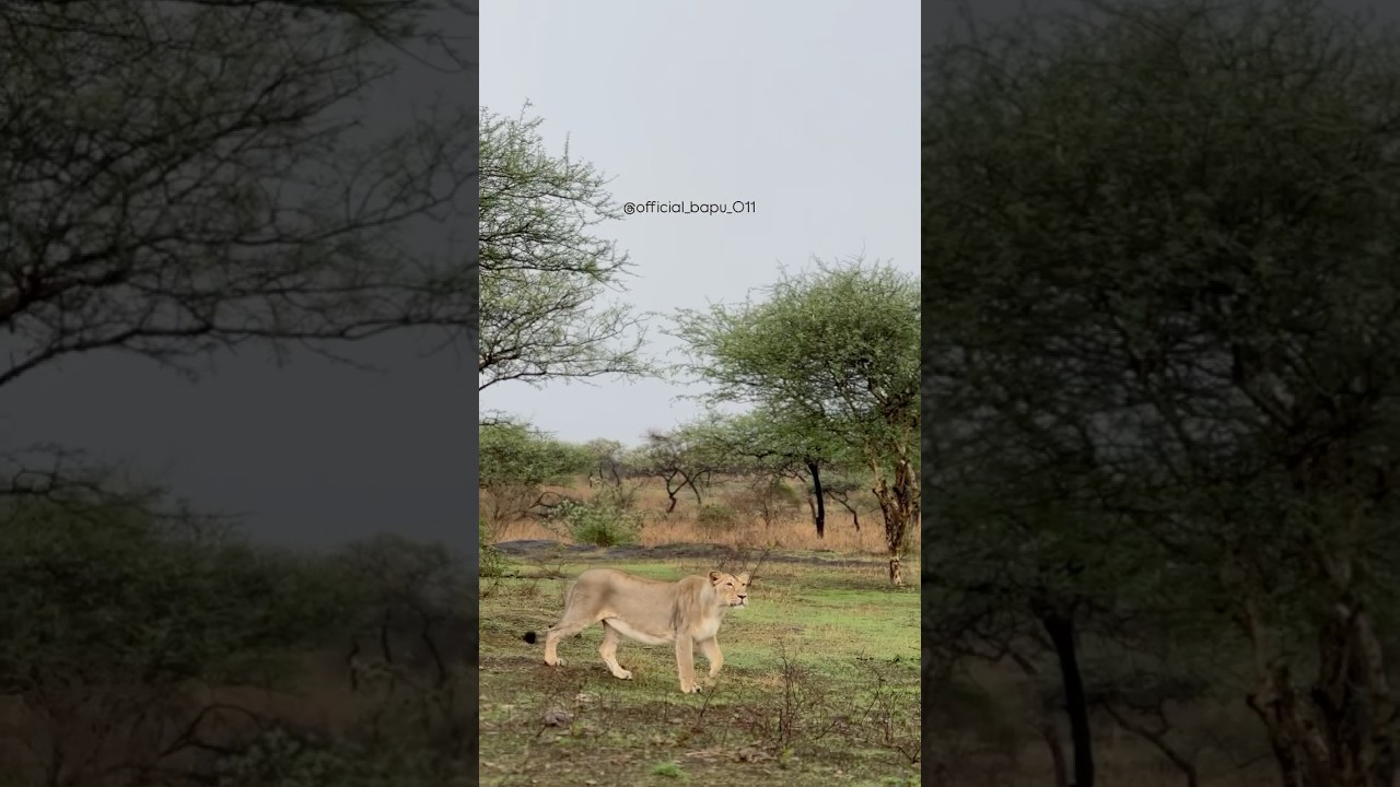 Queen of jungle🌳❤️ 