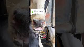 Checking age is important! #cows #dairy #milk #vet #aging #cattle #teeth #animals