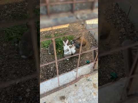 الئرانب اكسبلور اهميه الاردن المراه تيك توك الجيلي الوكره السعوديه اشتركو