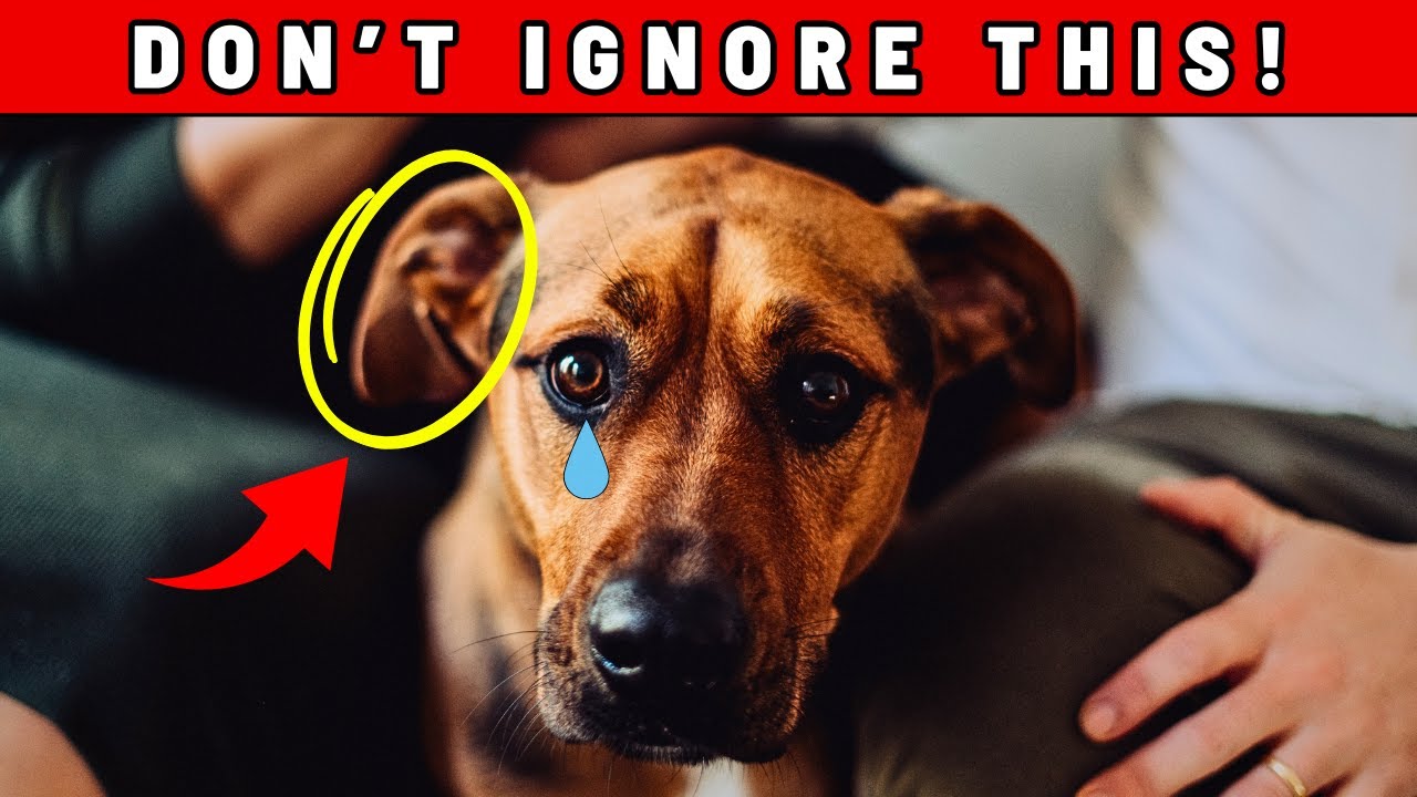 If Your Dog Does THIS, They Might Be Aging Faster Than You Think 😢