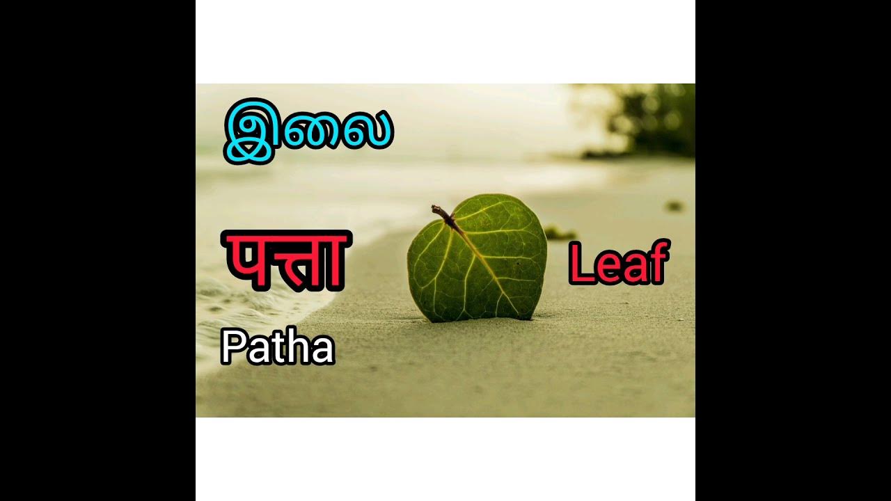 ilai-leaf-meaning-in-hindi-with-picture-learn-learn-learn-short