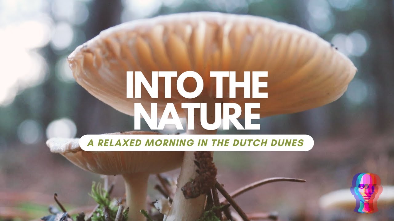 Relaxing Nature to relax your mind | Dutch dunes nature sounds for a quiet mind