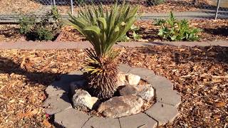 Summer Garden 2016