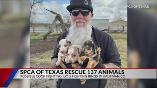 SPCA of Texas assists in the removal of neglected and abused animals