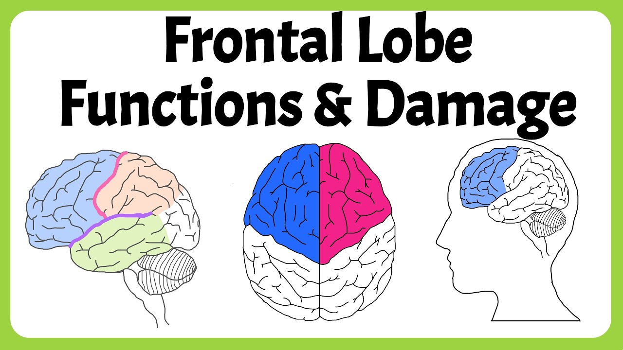 Understand the Frontal Lobe in 4 Minutes | Neuroscience - YouTube