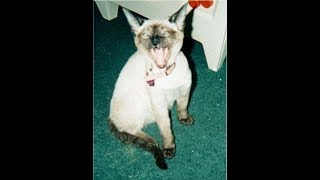 Darth Vadar scares my 17 year old Siamese Cat Sacha?!
As she hears the mask she is like...
Nope, not today, nope, see ya, going back home! Dont know, dont care, let me back in!!!
Thank you for your comments every one and I do appreciate them. Watch to the end and Ill explain a tiny bit more as to what Ive going through. Darth Vadar scares my 17 year old Siamese Cat Sacha?!