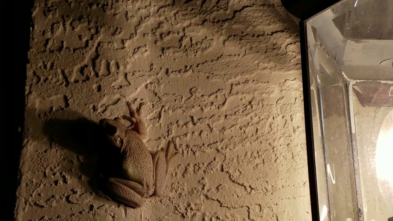 Tree Frog. Древесная Лягушка.