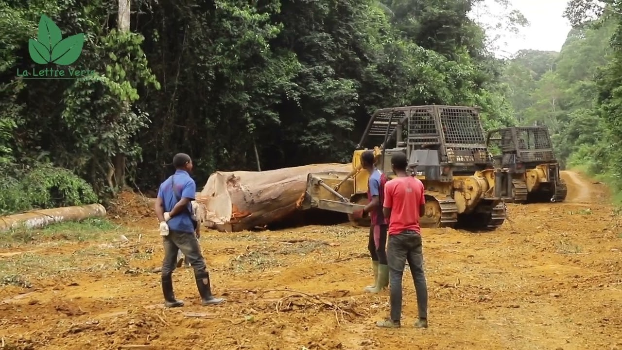 ENQUETE SUR LA FORESTERIE COMMUNAUTAIRE EN RDC ET AU GABON