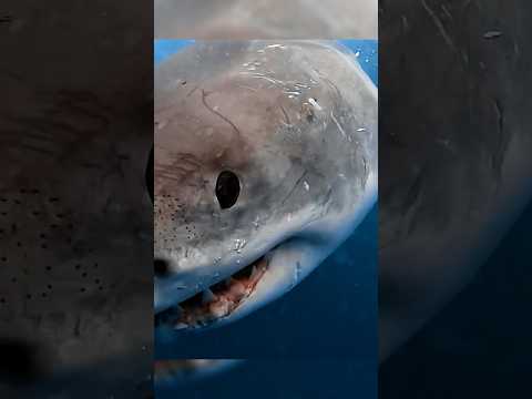 The Ocean’s Silent Ruler – Always Awake 🦈#shark #shorts