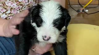 Dolly - Old English Sheepdog at 4 Weeks by Wisconsin Old English Sheepdogs 71 views 9 months ago 1 minute, 38 seconds