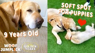 Senior Labrador Is a Majestic Beast With A Soft Spot For Puppies | WoofJumpLick - Golden Years screenshot 4