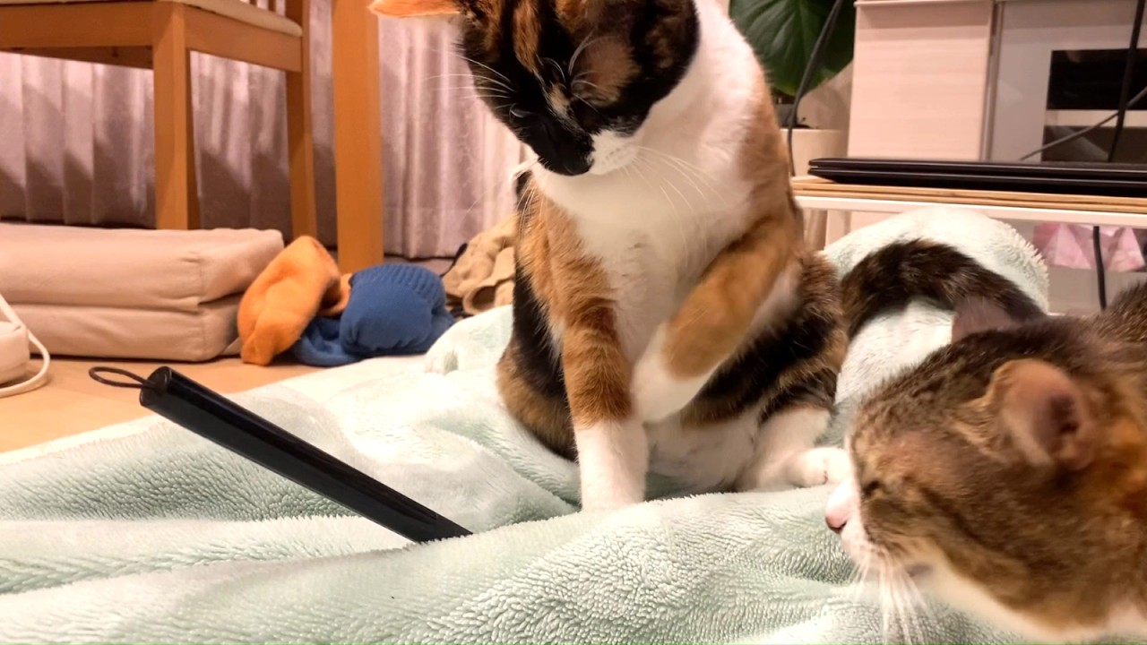 【保護猫】ひとりは寂しいけど構ってはほしくない気難しい女「わらこ」