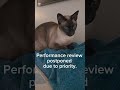 When your manager postpones your performance review… for biscuits 🐾😂 #shorts #cat #cats #catshorts