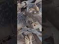 why…? 🤔 #mechanic #removing #bolts #tecnical #diymechanic