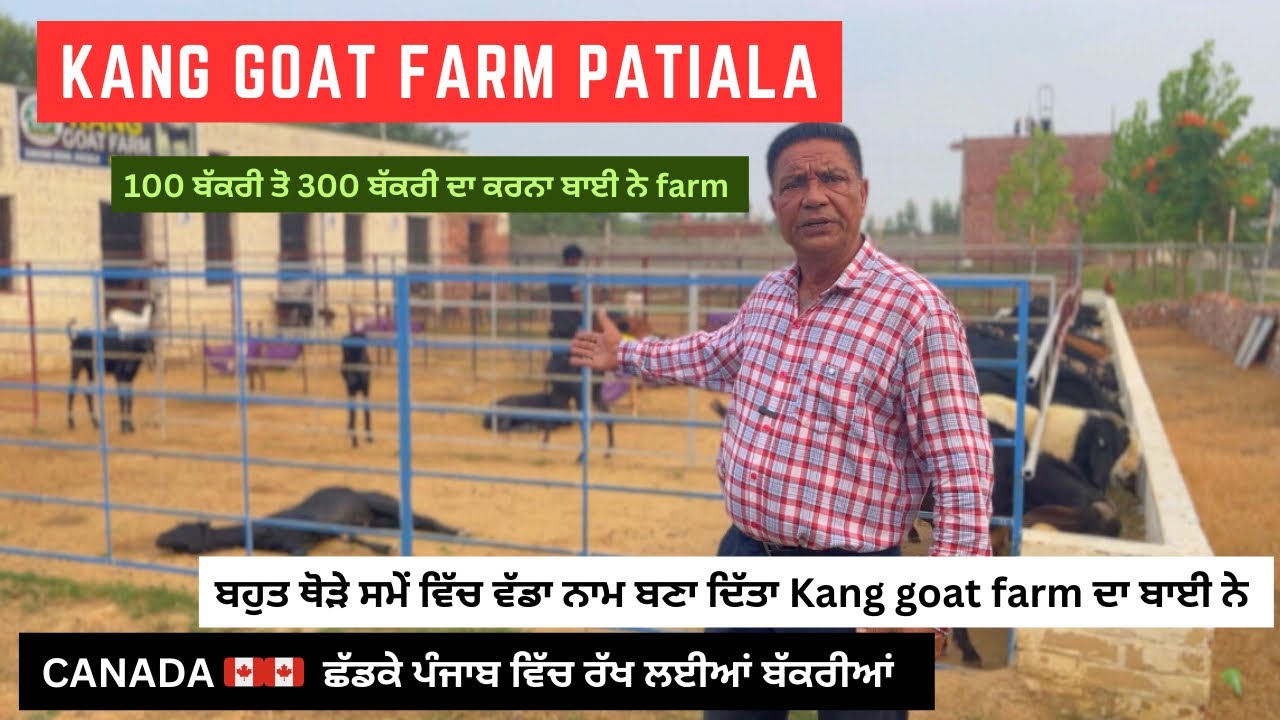 Kang Goat Farm Patiala || Punjab || Canada 🇨🇦 ਛੱਡਕੇ ਪੰਜਾਬ ਵਿੱਚ ਰੱਖੀਆਂ ਬੱਕਰੀਆਂ #goat #goatfarm