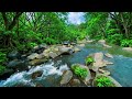 River Flowing Birds Chirping, Peaceful Forest Ambience for Deep Sleep and Mind Relaxation