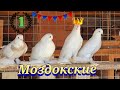 Моздокские голуби  (Обзор)
