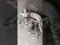 Four Hungry Kittens vs Mom 😂🐱 #shorts #usa #us #nature #wildlife