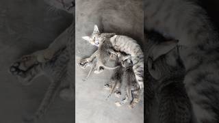 Four Hungry Kittens vs Mom 😂🐱 #shorts #usa #us #nature #wildlife
