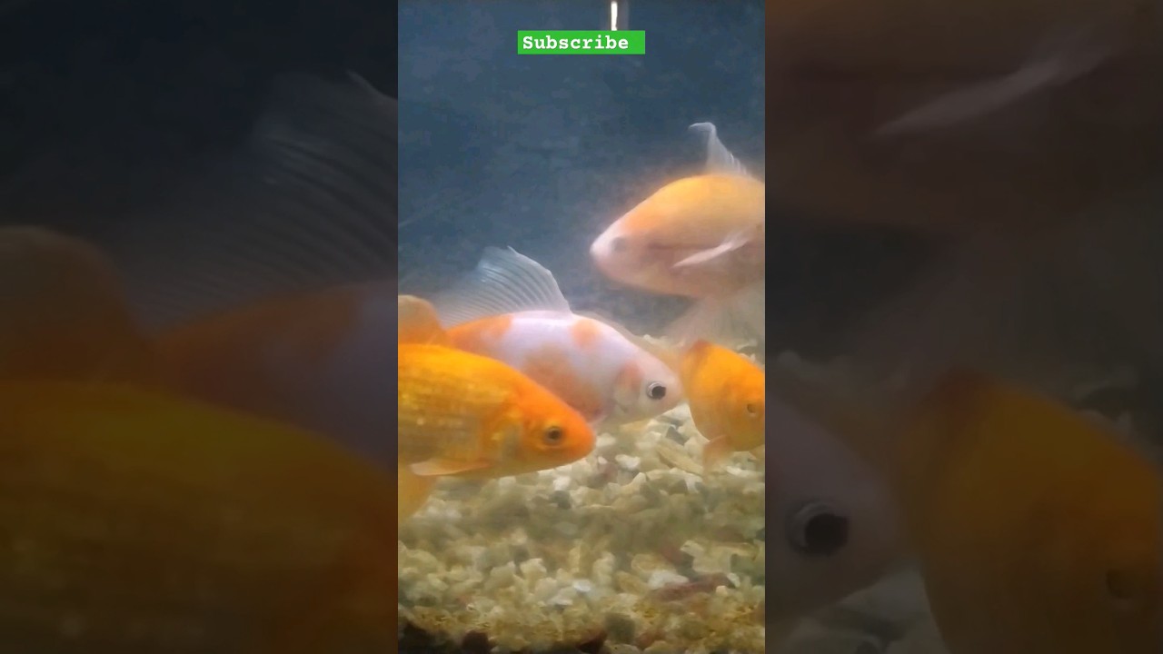 Aquarium Fish//Fish &Fishing 