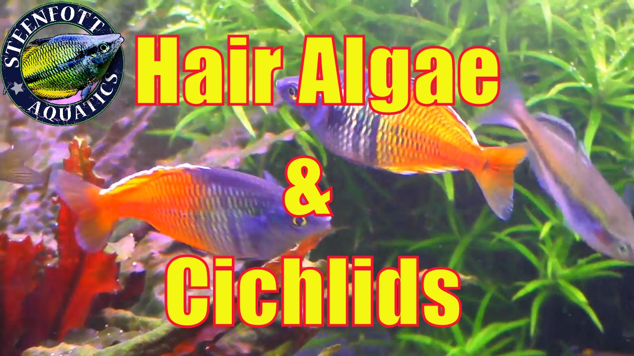 cichlid aquarium plants Aquarium Adventure Day 10 🐠 More Hair Algae 🐠 Cichlids Spawning 🐠 40g Planted Aquarium 🐠