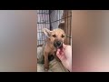 Я прошу не бросать мой маленький (болшой) домашний приют - любая, помощь очень Важна для нас!🙏🏼