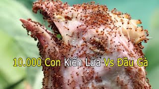 Khi 10.000 Con Kiến Lửa Gặp Đầu Gà Thì Sẽ Trông Như Thế Nào?