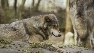 The Secret Lives of Wolves
