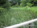 目黒の国立科学博物館 附属自然教育園（植物園） の動画、YouTube動画。