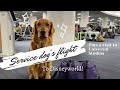 Service dog’s flight to Orlando plus Universal Studios (travel Vlog #1)