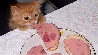TRY Not to Laugh! Cute Pets Stealing Food Compilation!