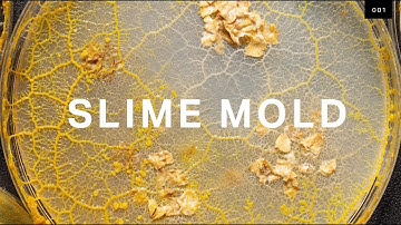 What self-driving cars can learn from brainless slime mold