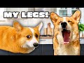 Talking Dog Hammy Missing Legs! π