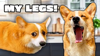 Talking Dog is Missing His LEGS 😱😫😫 screenshot 3