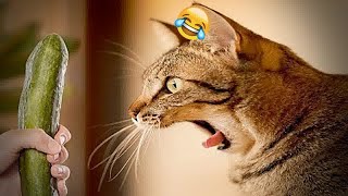 Funniest Cats And Dogs Videos😁- Best Funny Animal Videos 2024😻Part 1 by BOO PETS 3,108 views 1 month ago 35 minutes