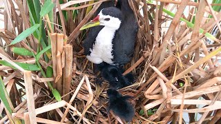 Baby Birds Wanna Play Together Outside the Floating Nest (12) – Waterhen Mom Wants Chicks Sleep E209