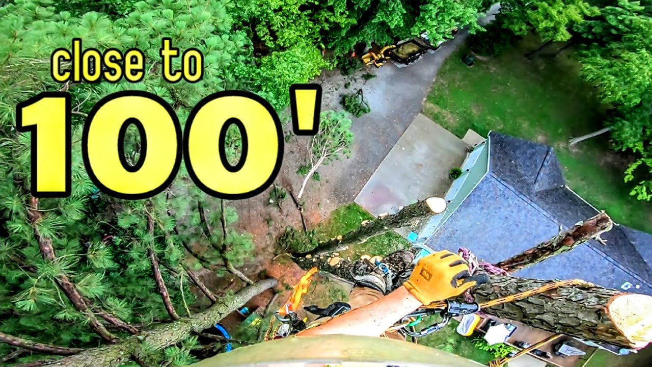 ALMOST 100' Pine Removal & A LIGHTNING STORM Is COMING!! - YouTube