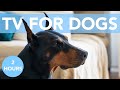 DOG TV! Virtual Adventures to Keep Bored Dogs Happy! NEW