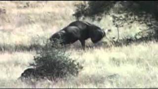 Blue Wildebeest Impact Shot With Witkop Safaris.