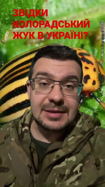 КОЛОРАДСЬКИЙ ЖУК- звідки він в УКРАЇНІ? - YouTube