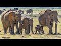 Addo National Park Video - (Elephants; Lions; Buffalos; Kudu and many other wildlife)