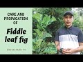 PROPAGATING AND TAKING CARE OF FIDDLE LEAF FIG | GREEN YARD TV