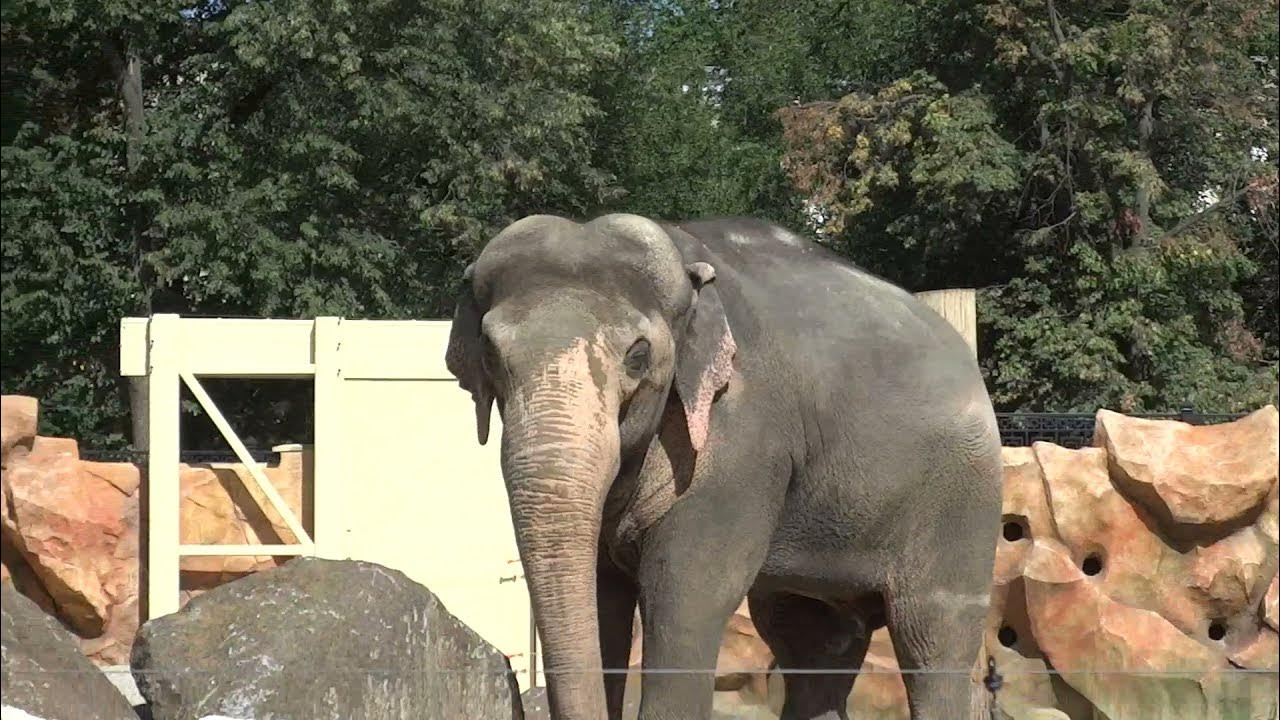 Тайган сафари парк в крыму. Лев зоопарке съедает за месяц. Передвижной зоопарк. Пятигорский зоопарк. Военные на украине спасают животных.