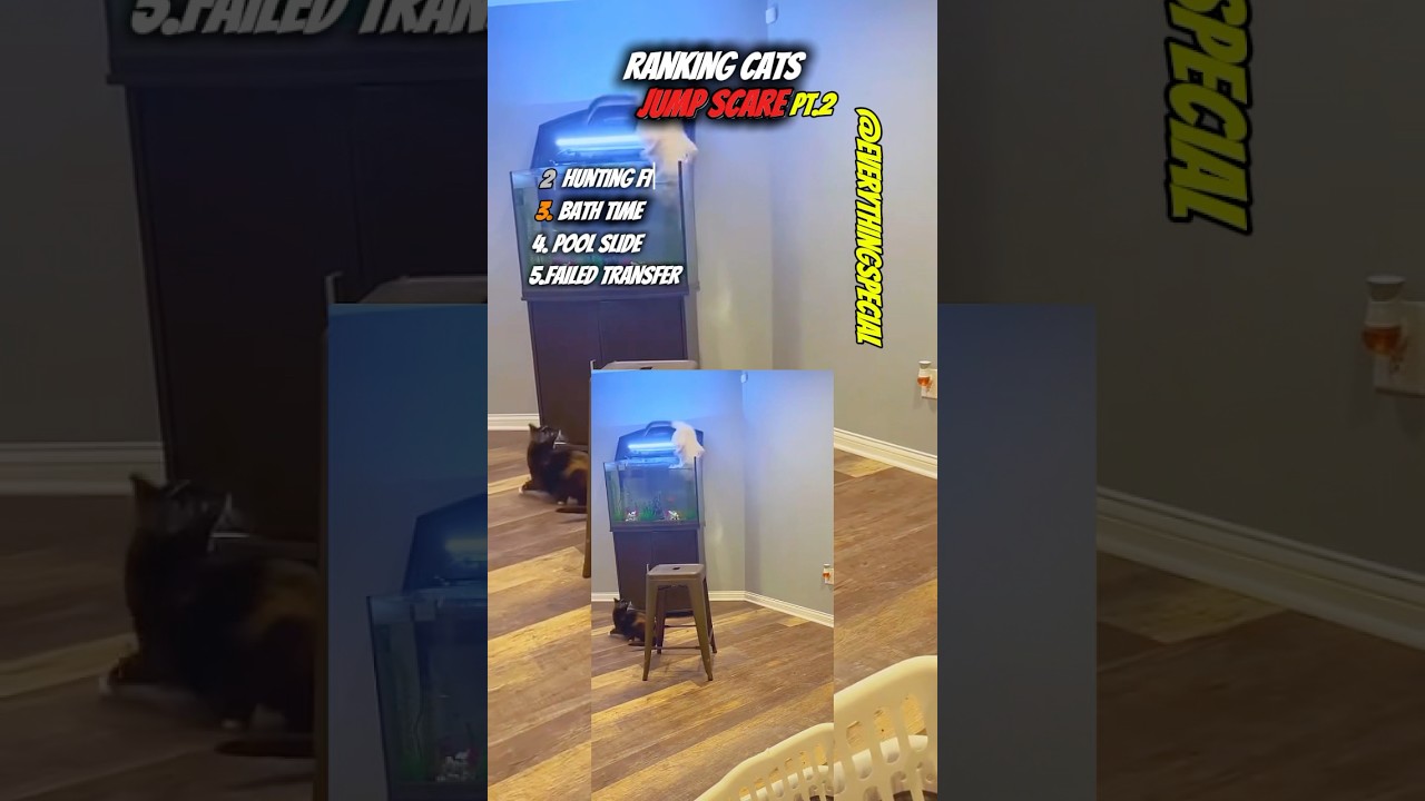 Ranking cats jump scare Pt.2 