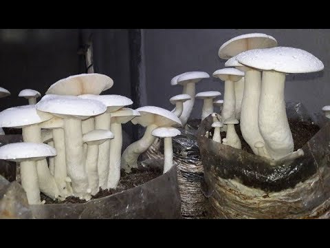 Video: Kapan jamur susu dipanen dan bagaimana cara memasaknya?