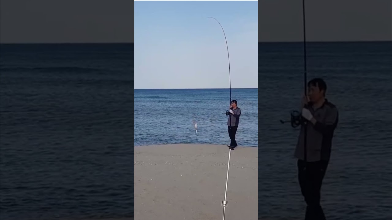 강릉금진 해변 한번에 세마리 그런데#shorts