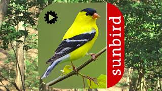 Bird Song Id USA Automatic Recognition songs calls screenshot 1