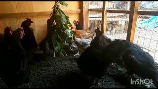 The magical benefits of bitter leaf to you and your local chickens 🐔🐓🥚
